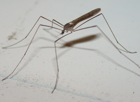 Tipula ultima